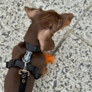 Arnés correa simple