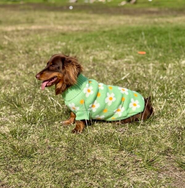 Poleritas para perros pequeños - Imagen 7
