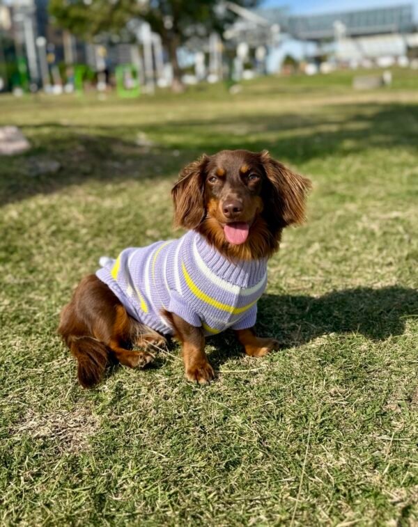 Poleritas para perros pequeños - Imagen 6