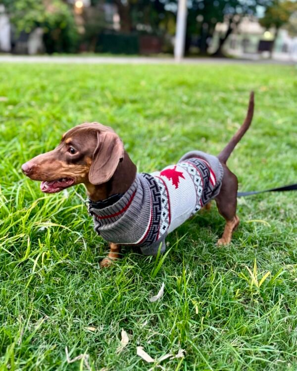 Poleritas para perros pequeños - Imagen 9