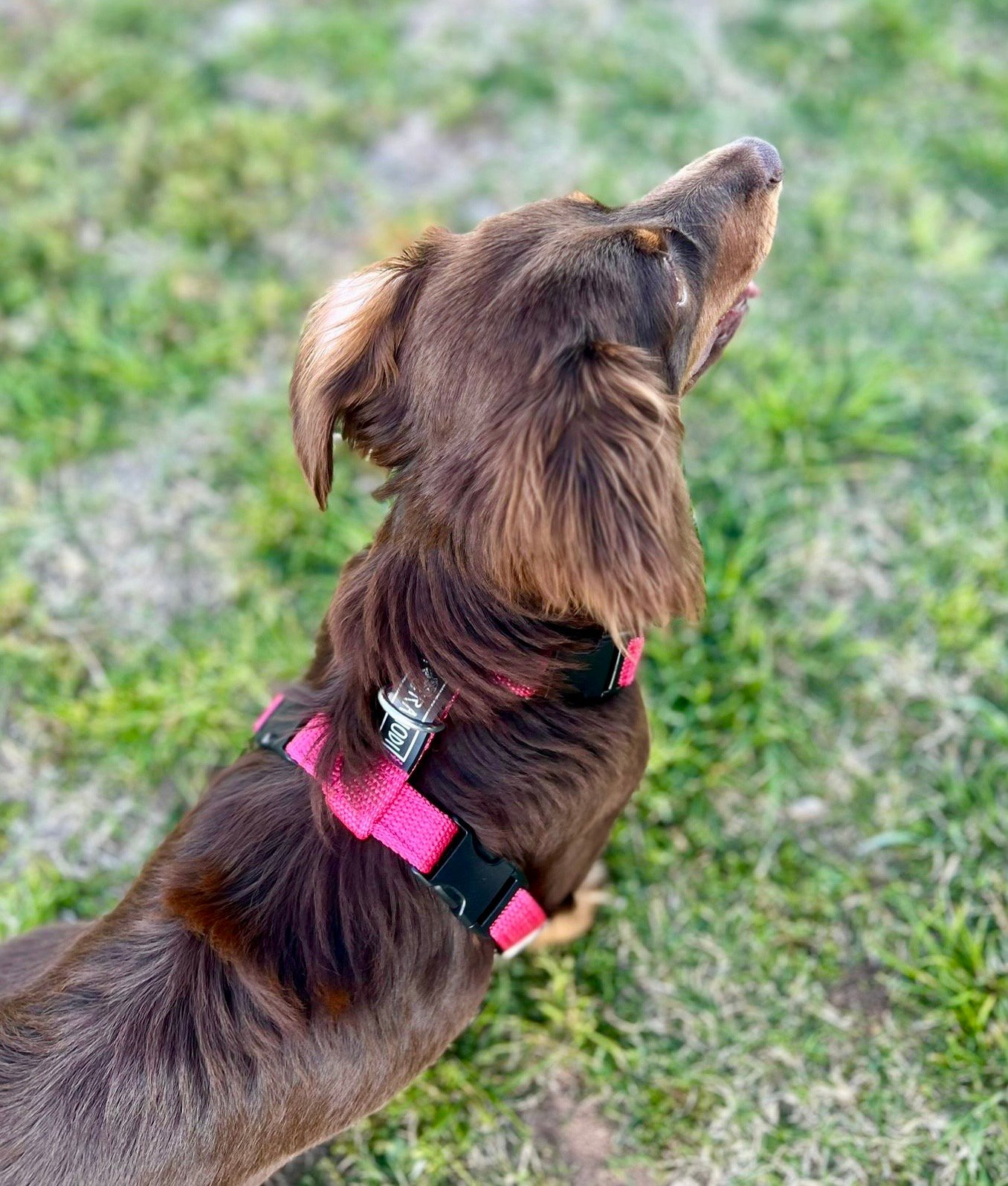 Arnés correa simple - Imagen 4