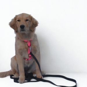 Arnés + Correa TODO TERRENO