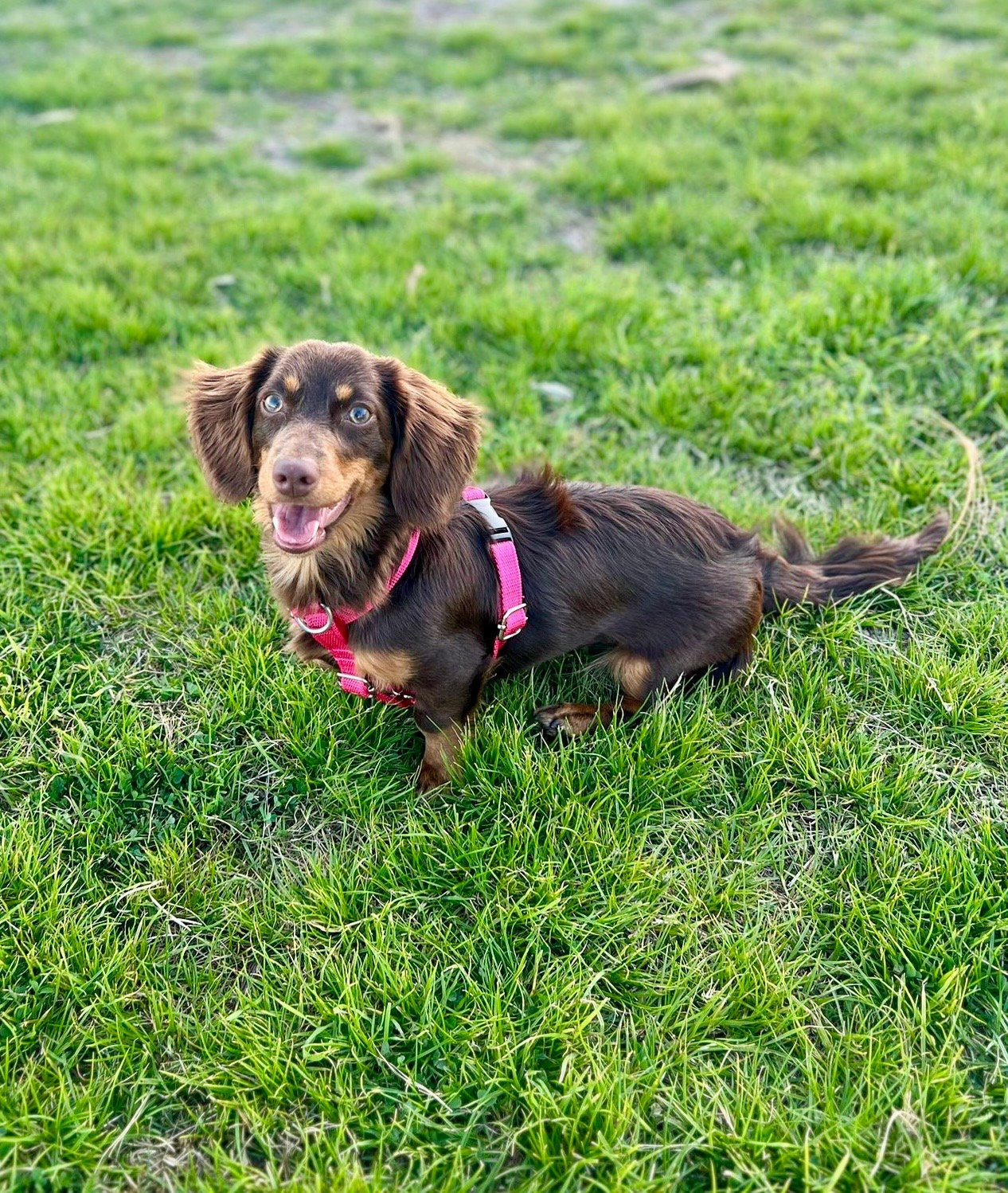 Arnés correa simple - Imagen 3