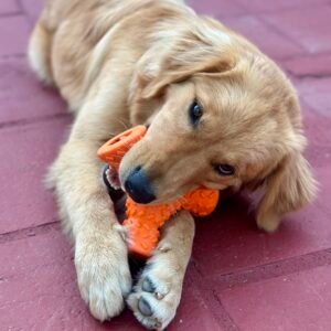 Juguete Interactivo de Goma Súper Resistente – Con Espacio para Snacks