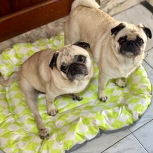 Colchoneta refrigerante con borde mediana