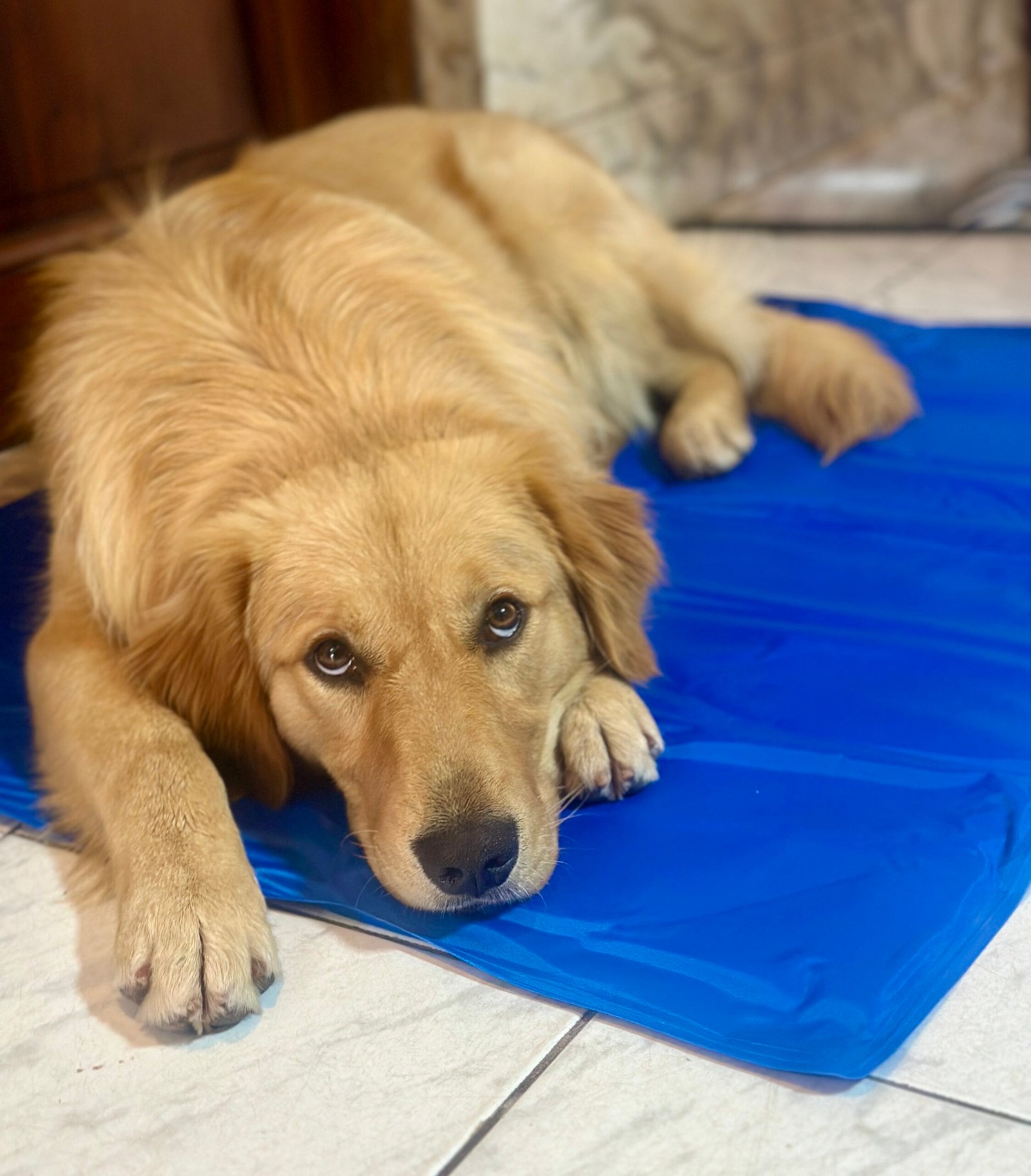 Colchoneta refrigerante grande