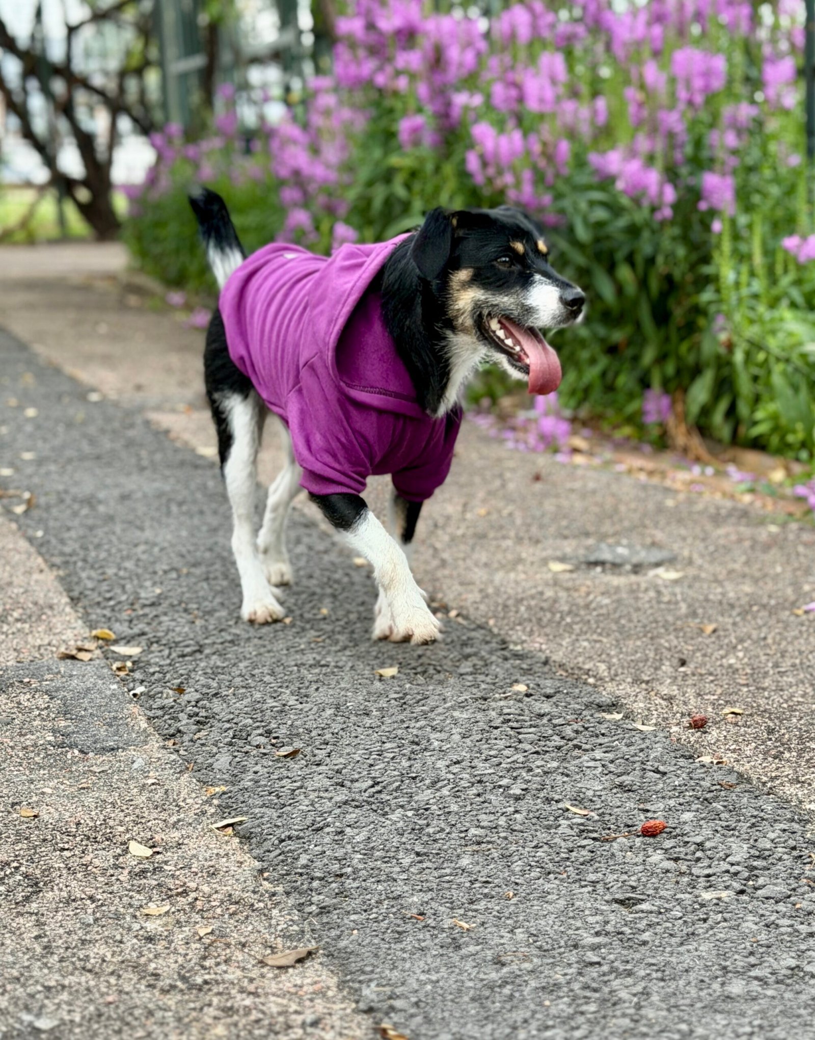 Buzo Deportivo - Imagen 3