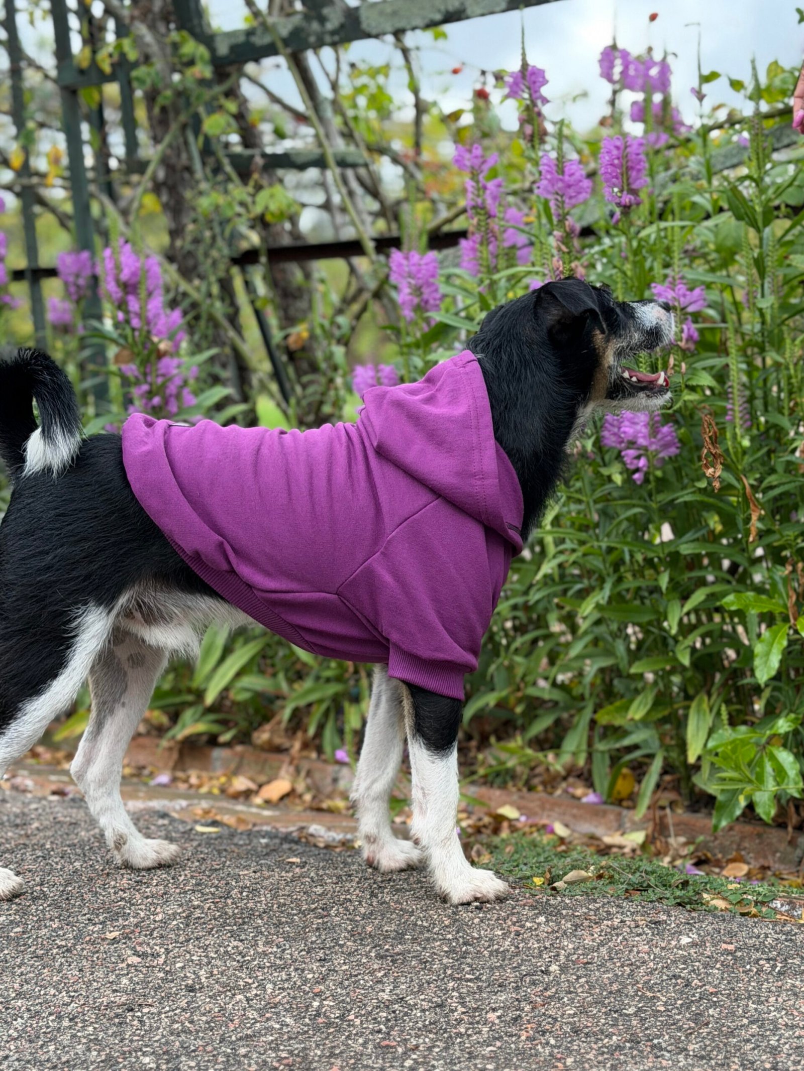 Buzo Deportivo - Imagen 4