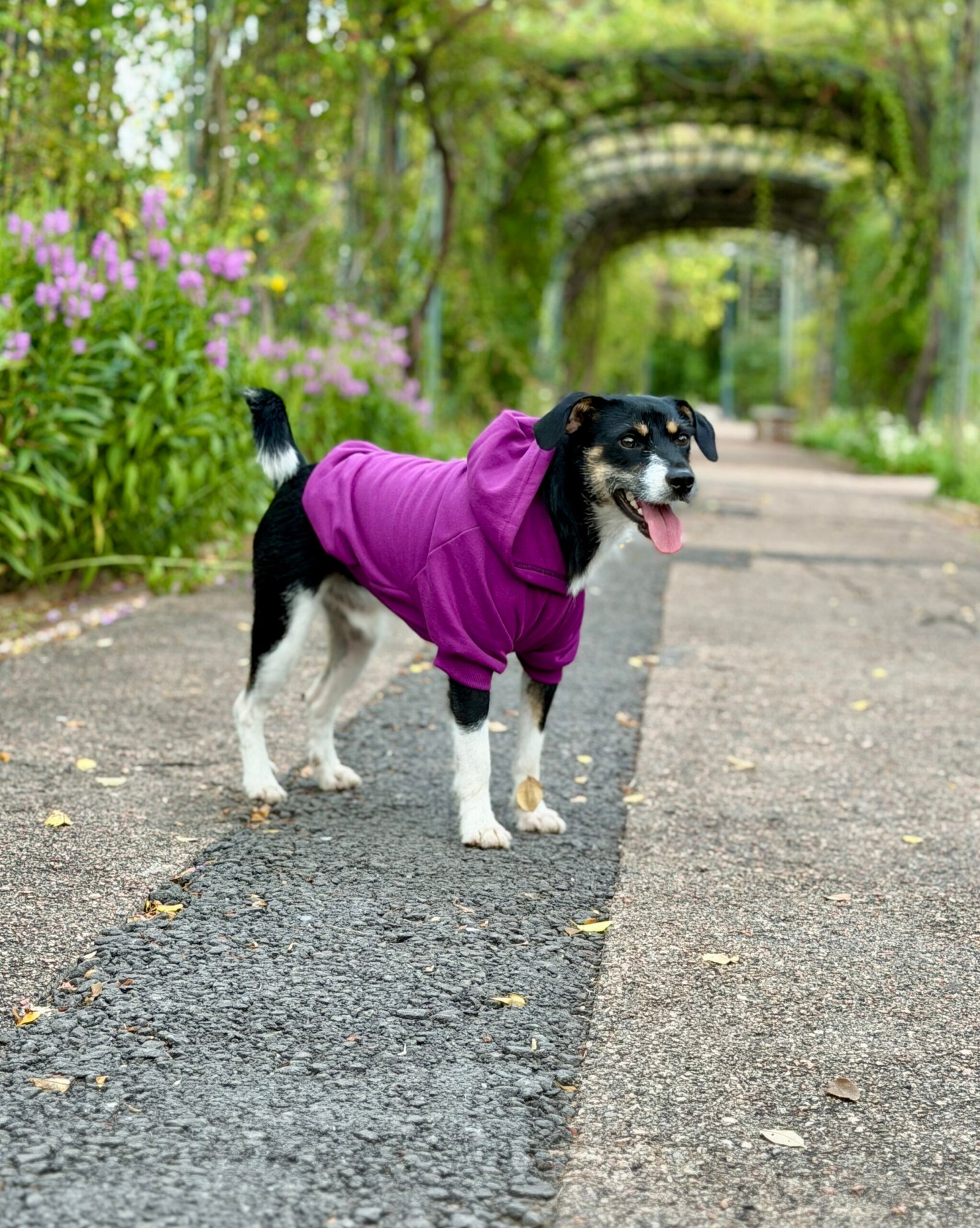 Buzo Deportivo - Imagen 2