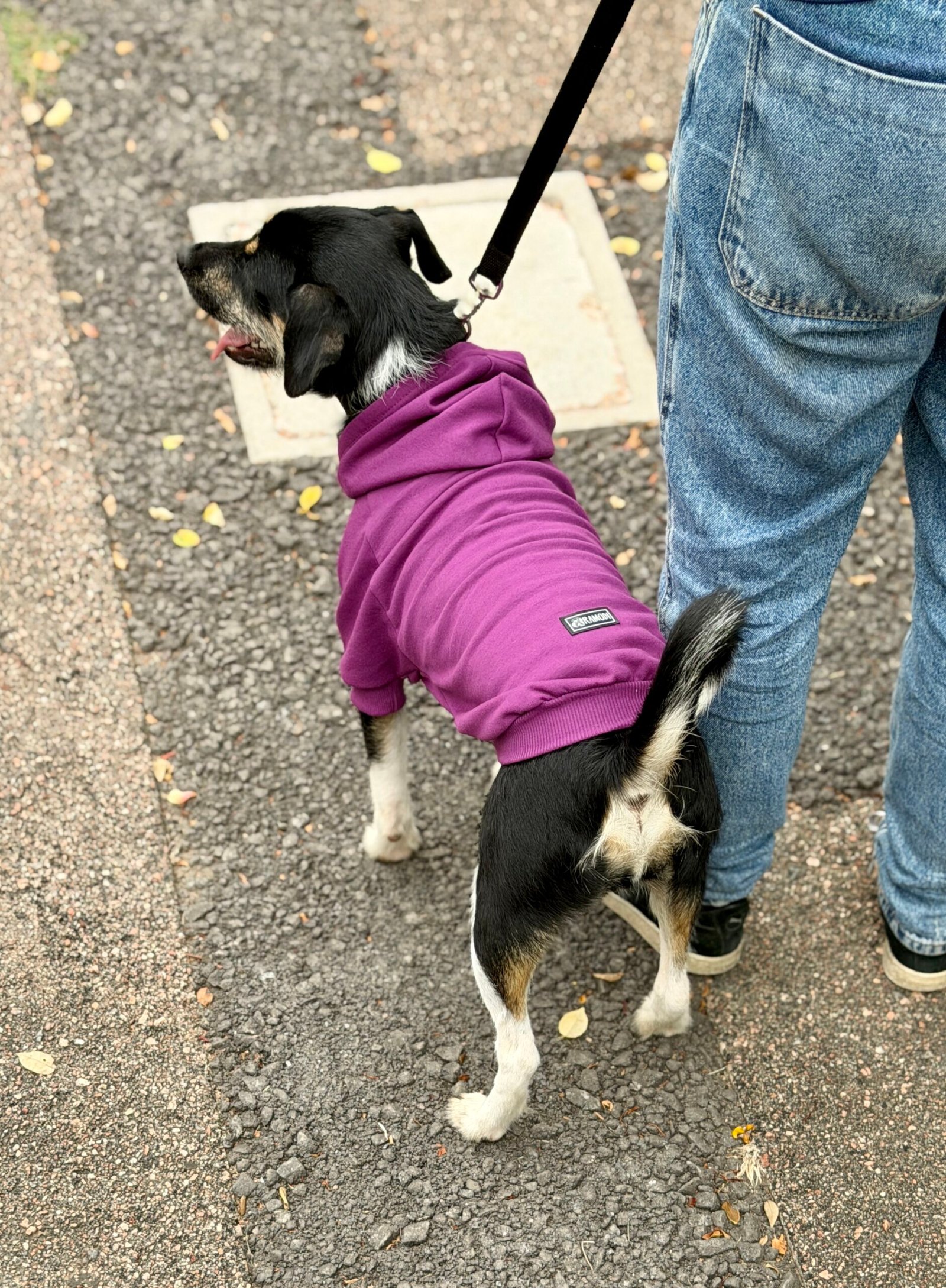 Buzo Deportivo - Imagen 5