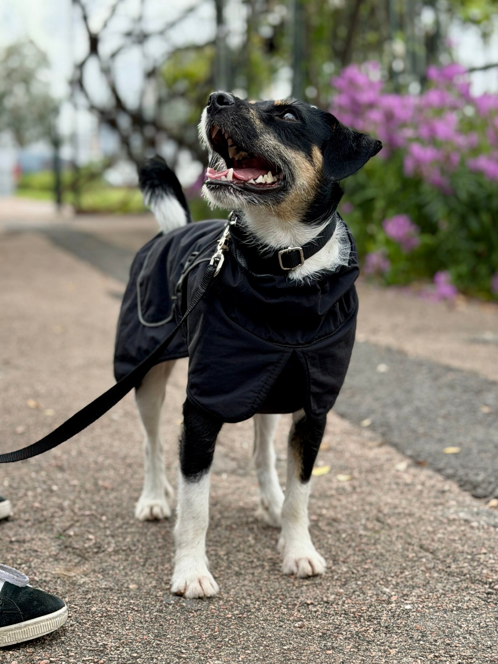 Gabardina Impermeable - Imagen 4