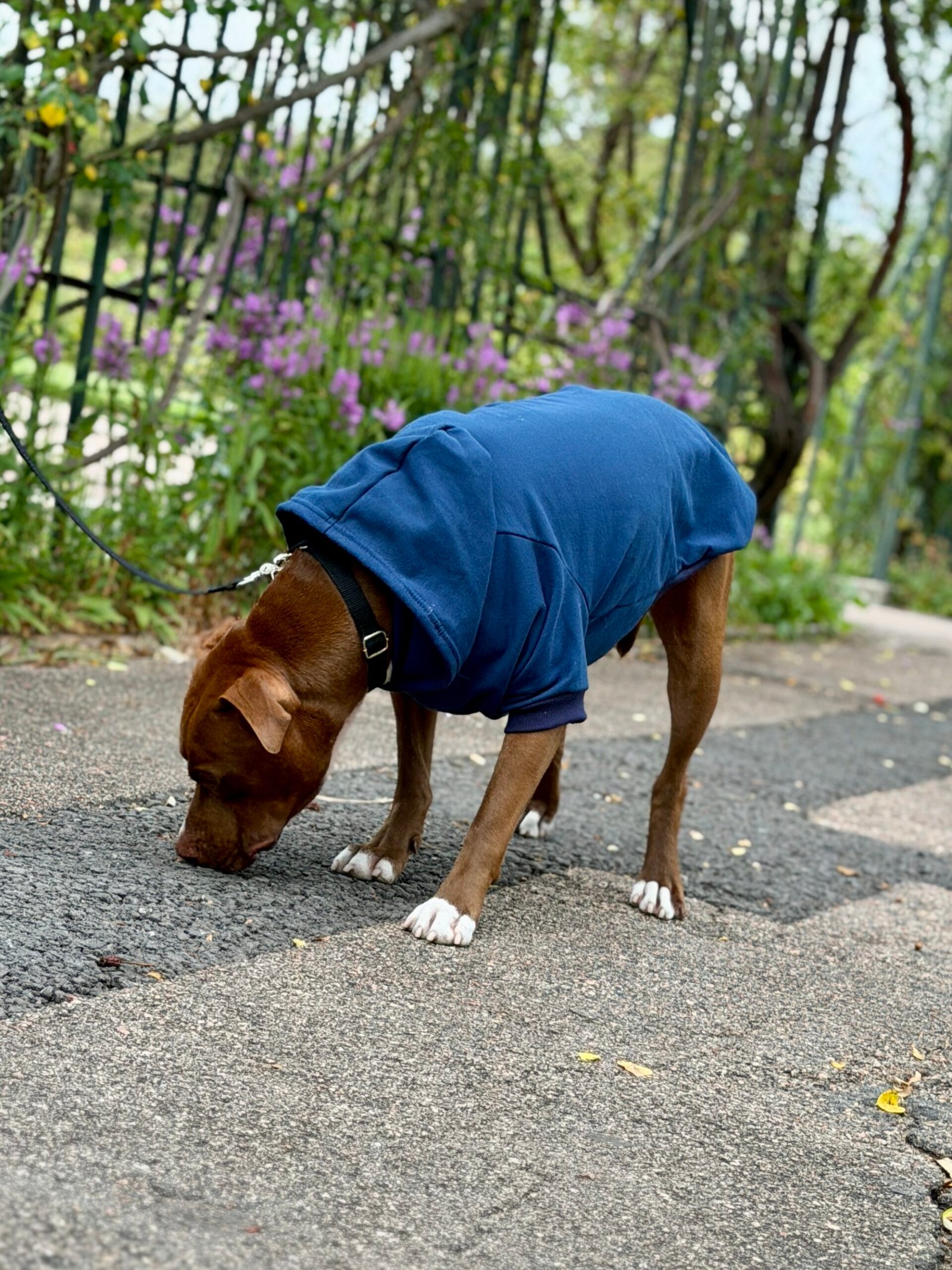 Buzo Deportivo - Imagen 6