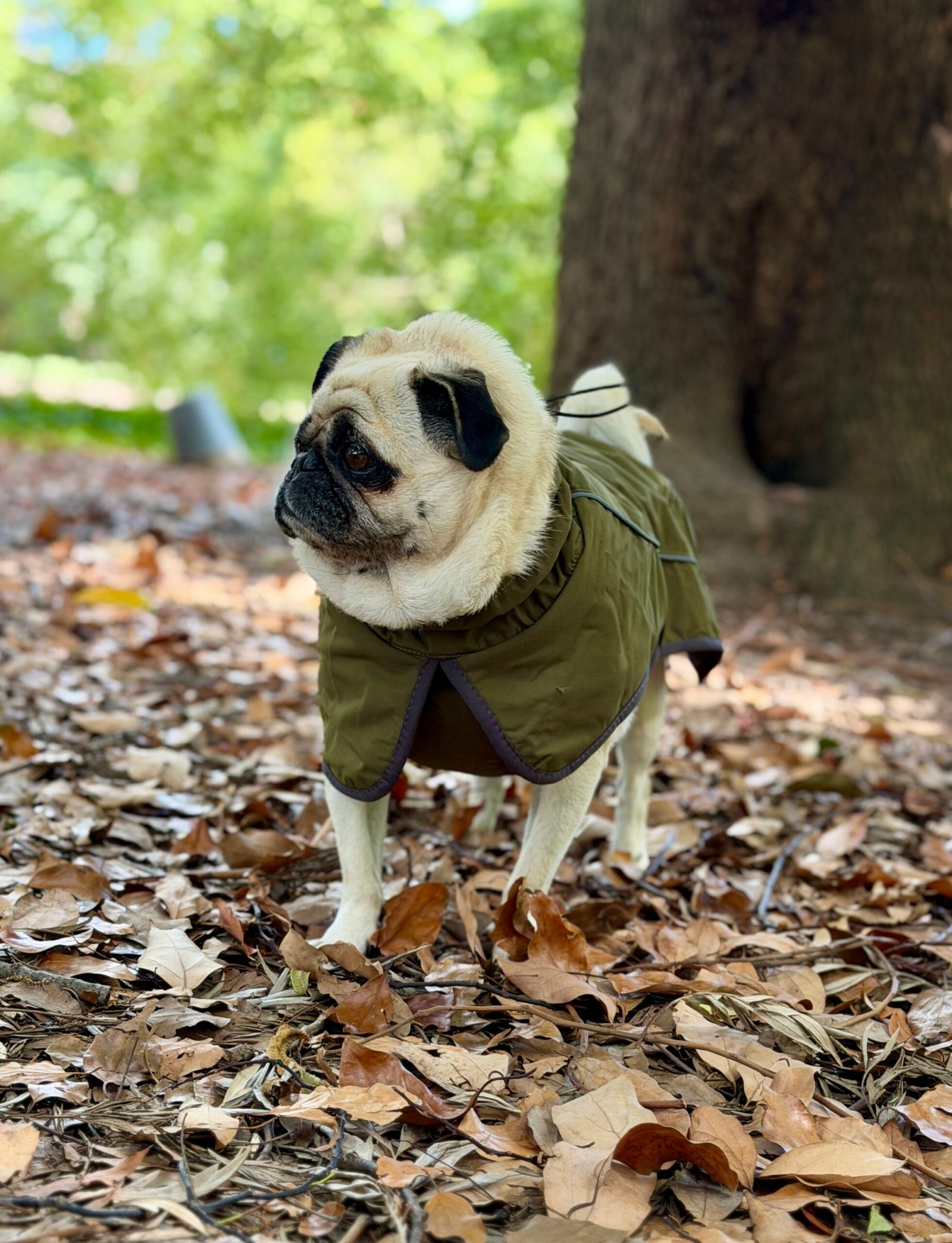 Gabardina Impermeable - Imagen 11