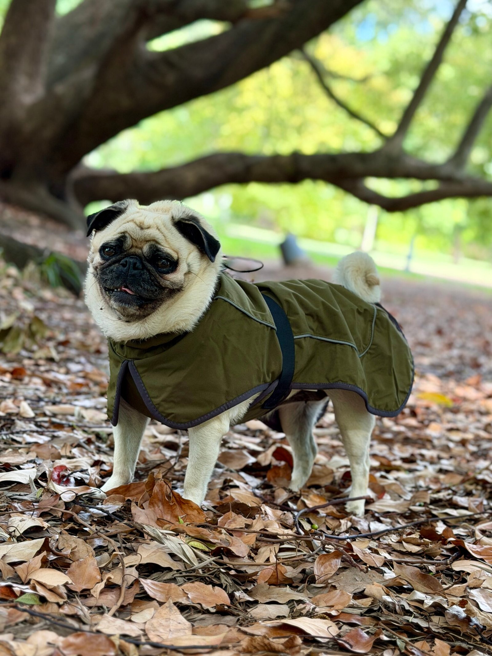 Gabardina Impermeable - Imagen 12