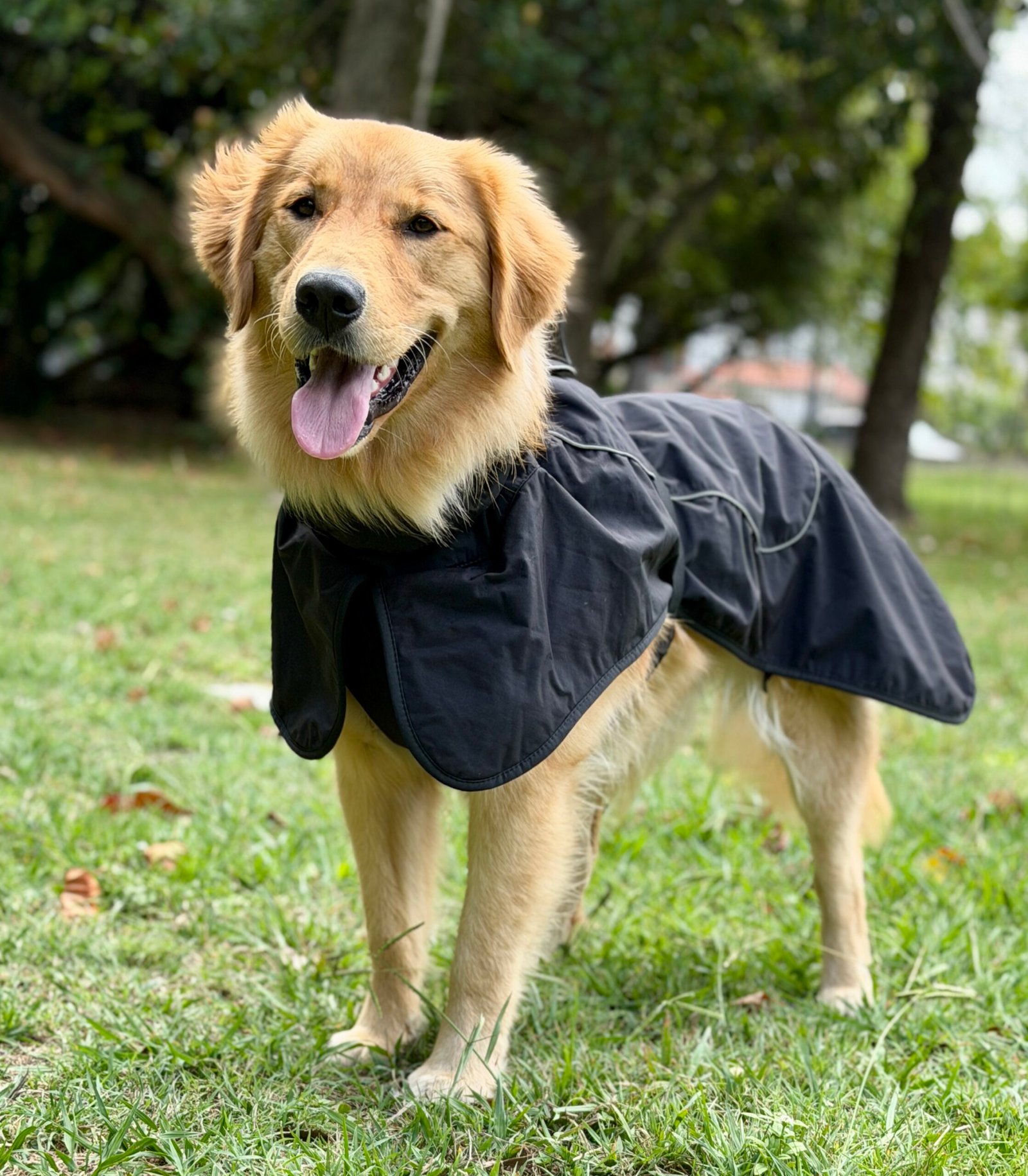 Gabardina Impermeable - Imagen 3